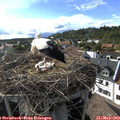 17_35-nest.jpg