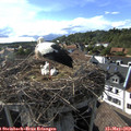 17_40-nest.jpg