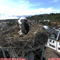 17_45-nest.jpg