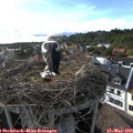 17_50-nest.jpg