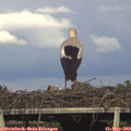 17_55-mast.jpg