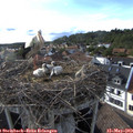 17_55-nest.jpg