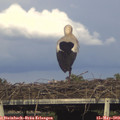 18_00-mast.jpg
