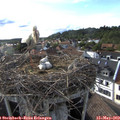 18_00-nest.jpg