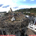 18_05-nest.jpg