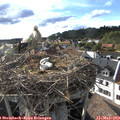 18_10-nest.jpg