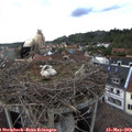 18_15-nest.jpg