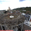 18_20-nest.jpg