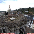 18_25-nest.jpg