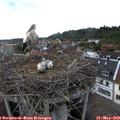 18_30-nest.jpg