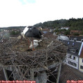 18_35-nest.jpg