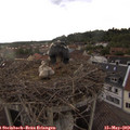 18_40-nest.jpg