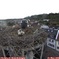 18_45-nest.jpg