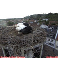 18_50-nest.jpg