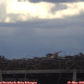 18_55-mast.jpg