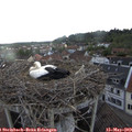 18_55-nest.jpg