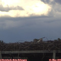 19_00-mast.jpg