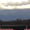 19_05-mast.jpg