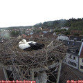 19_05-nest.jpg