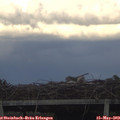 19_10-mast.jpg
