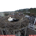 19_10-nest.jpg