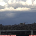 19_15-mast.jpg