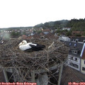 19_15-nest.jpg