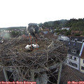 19_20-nest.jpg