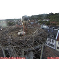 19_25-nest.jpg