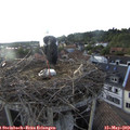 19_30-nest.jpg