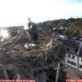 19_35-nest.jpg