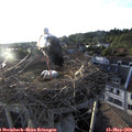 19_40-nest.jpg