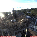 19_50-nest.jpg