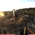 19_55-nest.jpg