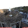 20_35-nest.jpg