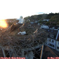 20_40-nest.jpg