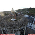20_45-nest.jpg