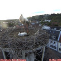 20_50-nest.jpg