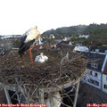05_40-nest.jpg
