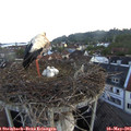 05_45-nest.jpg