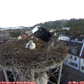 05_50-nest.jpg
