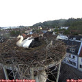 05_55-nest.jpg