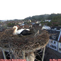 06_00-nest.jpg