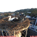 06_05-nest.jpg