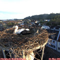 06_15-nest.jpg