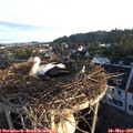 06_20-nest.jpg