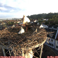 06_30-nest.jpg