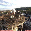 06_35-nest.jpg
