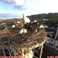 06_45-nest.jpg