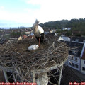 06_50-nest.jpg